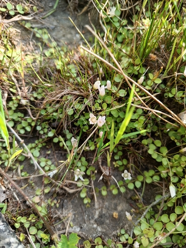 Bog Pimpernel