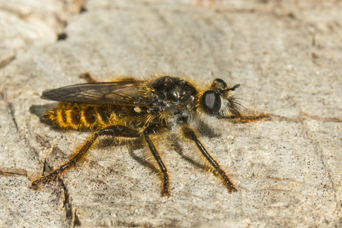 Pogonosoma minor