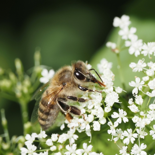 Western Honey Bee