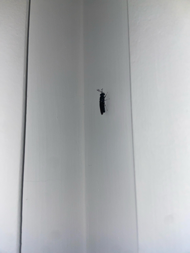 Black Soldier Fly