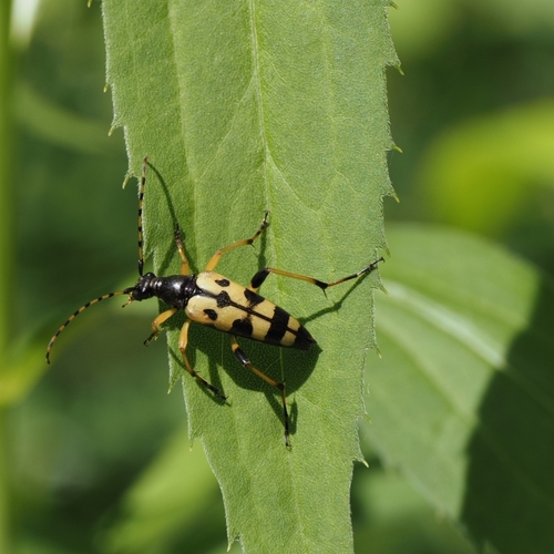 Spotted Longhorn Beetle