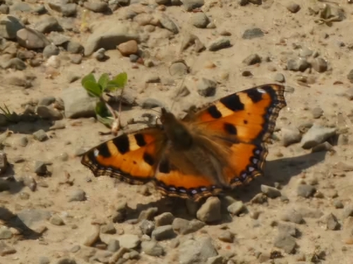 Small Tortoiseshell