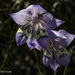 Gladiolus - Photo (c) Dave McDonald, όλα τα δικαιώματα διατηρούνται, uploaded by Dave McDonald