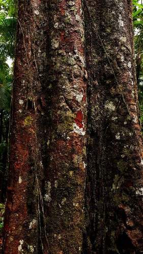 Pleioluma queenslandica (P.Royen) Swenson