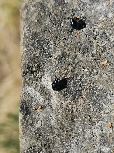 iNaturalist observation photo of Largus