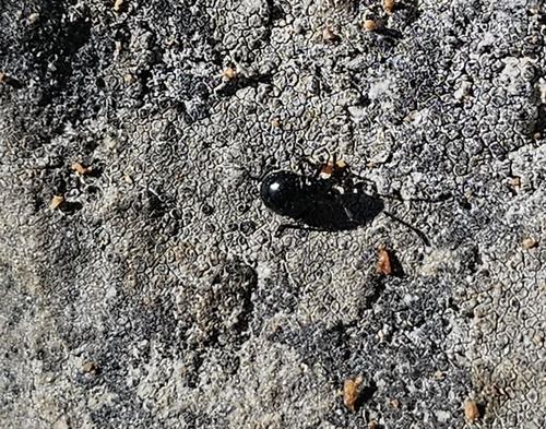 iNaturalist observation photo of Beetles