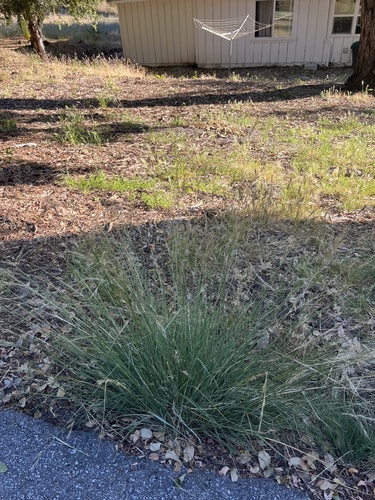iNaturalist observation photo of California fescue