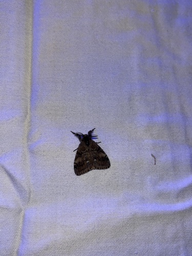 iNaturalist observation photo of Western Tussock Moth