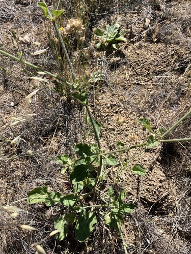 iNaturalist observation photo of wild buckwheats