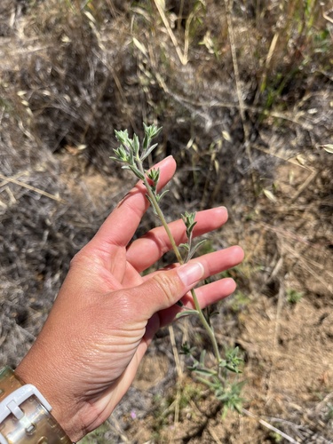 iNaturalist observation photo of common hareleaf