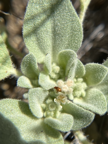 iNaturalist observation photo of life