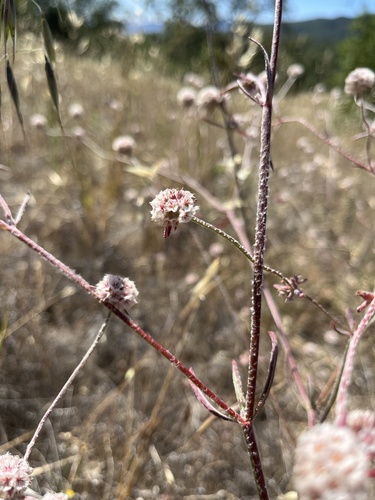 iNaturalist observation photo of pink spineflower