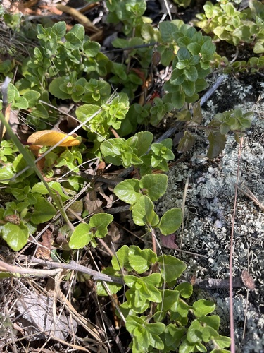 iNaturalist observation photo of yerba buena