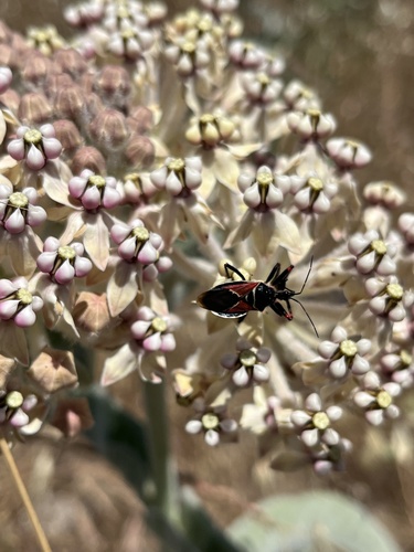 iNaturalist observation photo of California Bee Assassin