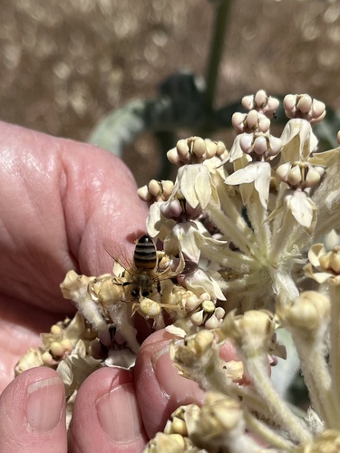iNaturalist observation photo of Crab Spiders