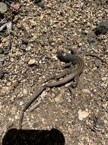 iNaturalist observation photo of Western Whiptail