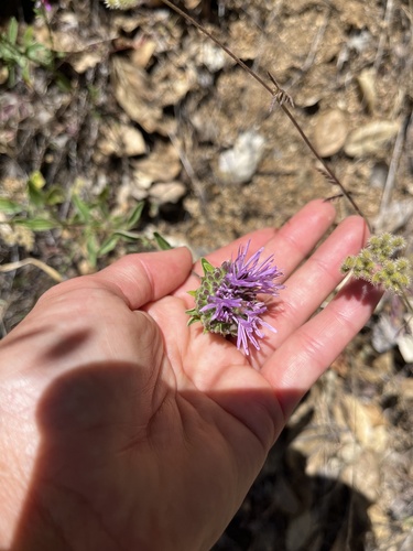 iNaturalist observation photo of Coyote Mint