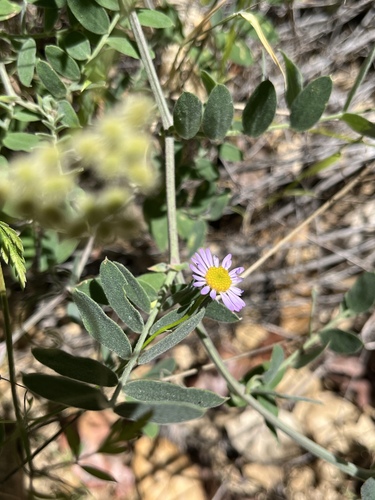 iNaturalist observation photo of Leafy Fleabane
