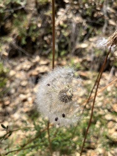iNaturalist observation photo of bigflower agoseris