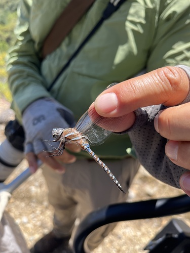 iNaturalist observation photo of Blue-eyed Darner