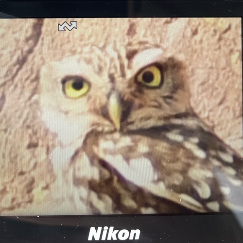 Little Owl
