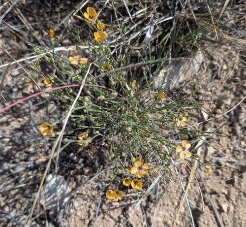 plains flax