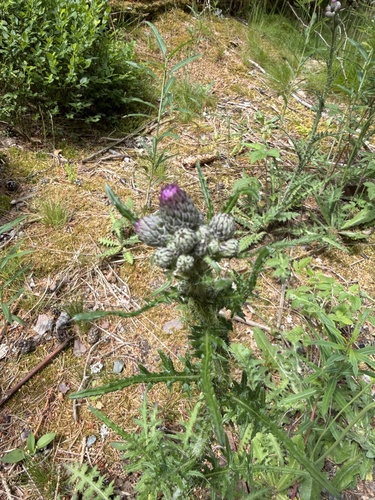 Marsh Thistle