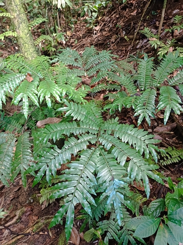 Ptisana squamosa