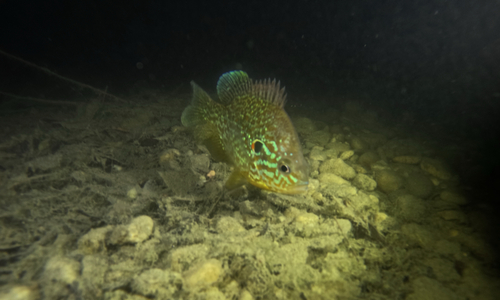 Pumpkinseed