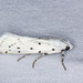 Thistle Ermine - Photo (c) Sarah Gregg, all rights reserved, uploaded by Sarah Gregg