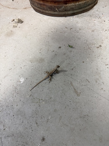 Prairie Lizard