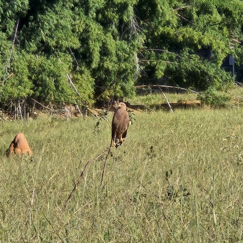 Savanna Hawk