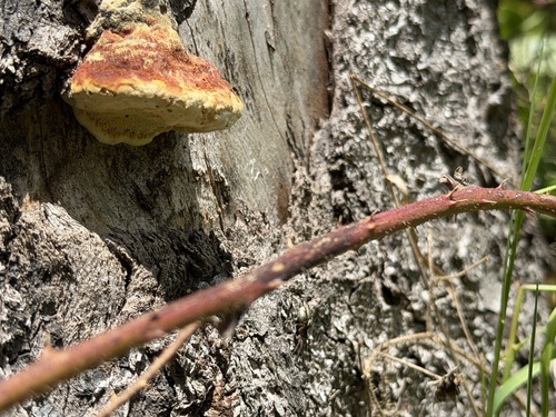 Red-banded Polypore