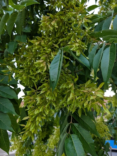 tree-of-heaven