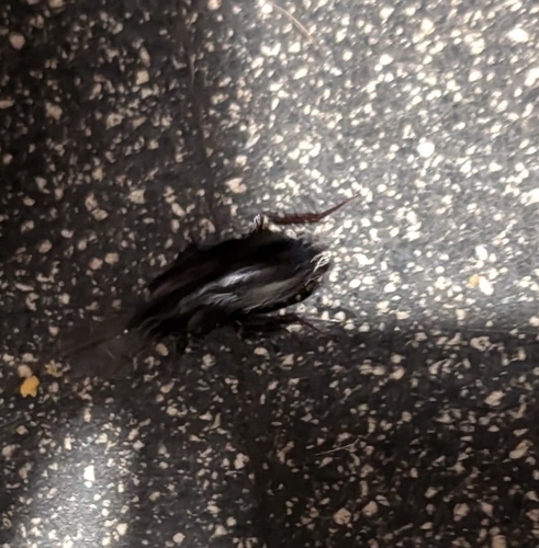Oriental Cockroach