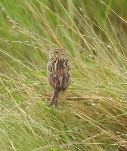 Baird's Sparrow