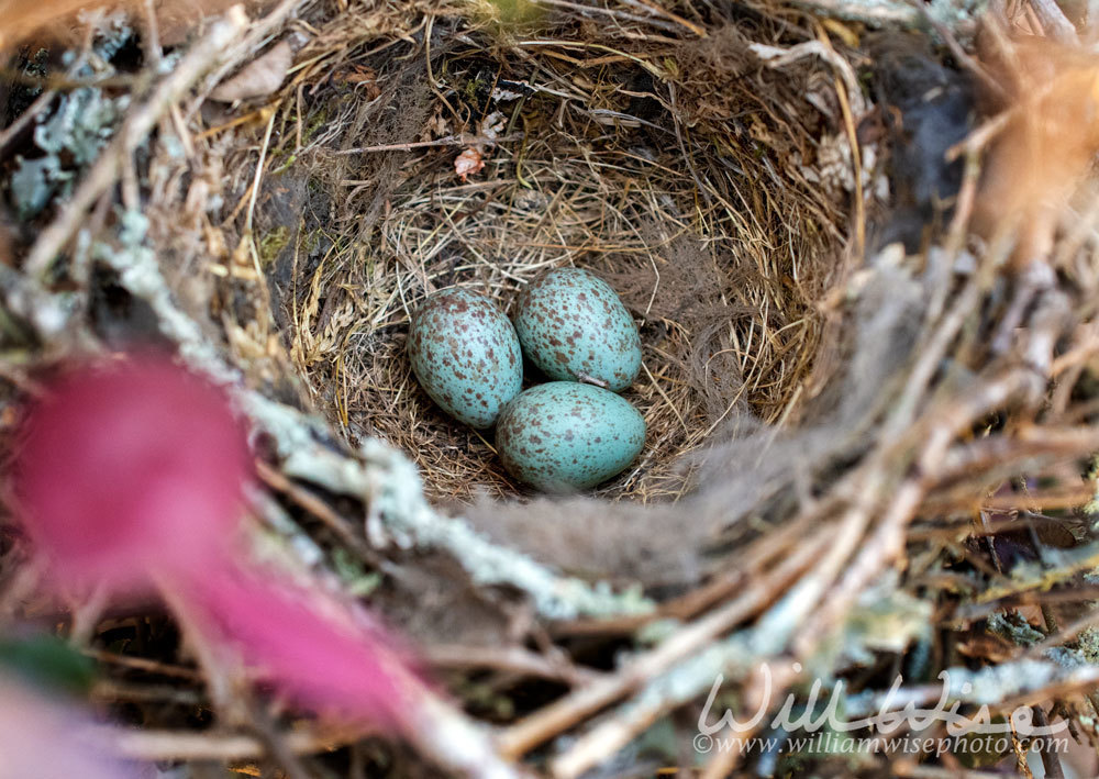 Mockingbird Eggs