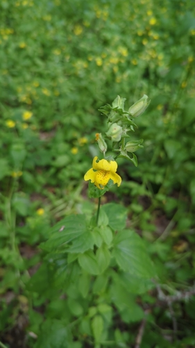 Sharp-leaved Monkeyflower