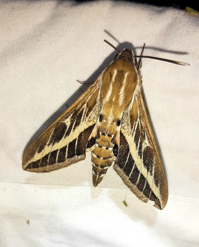 Striped Hawkmoth