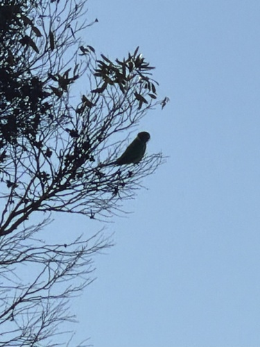 Australian Ringneck