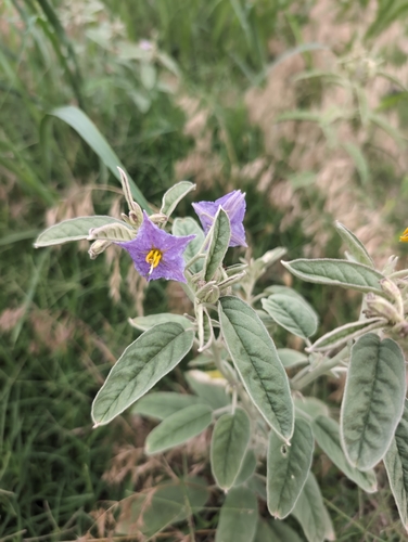silverleaf nightshade