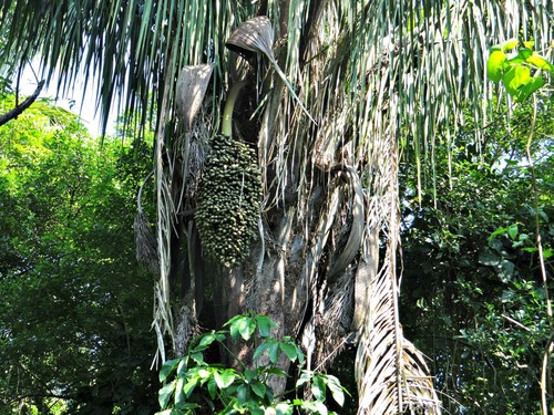 American oil palm