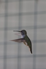 Allen's Hummingbird