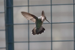 Allen's Hummingbird