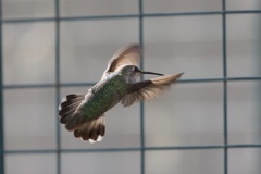 Allen's Hummingbird