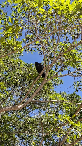 Neotropical Black Vulture