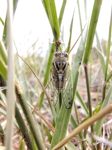 Aridland Cicada