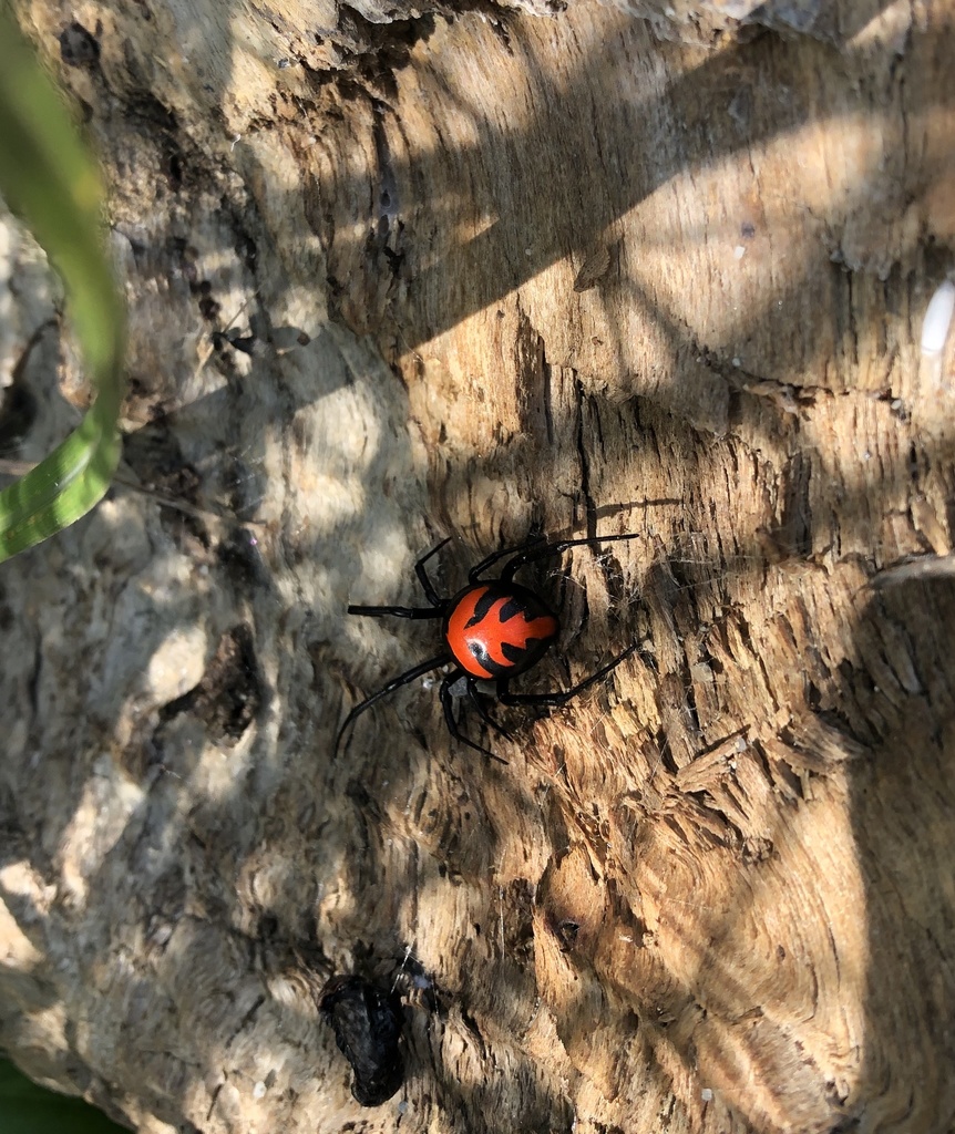 Latrodectus elegans from 知本路一段, 台東市, TW on April 18, 2020 at 09:26 AM ...