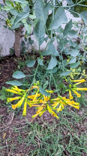 tree tobacco