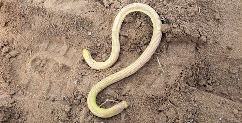 Bahia Worm Lizard